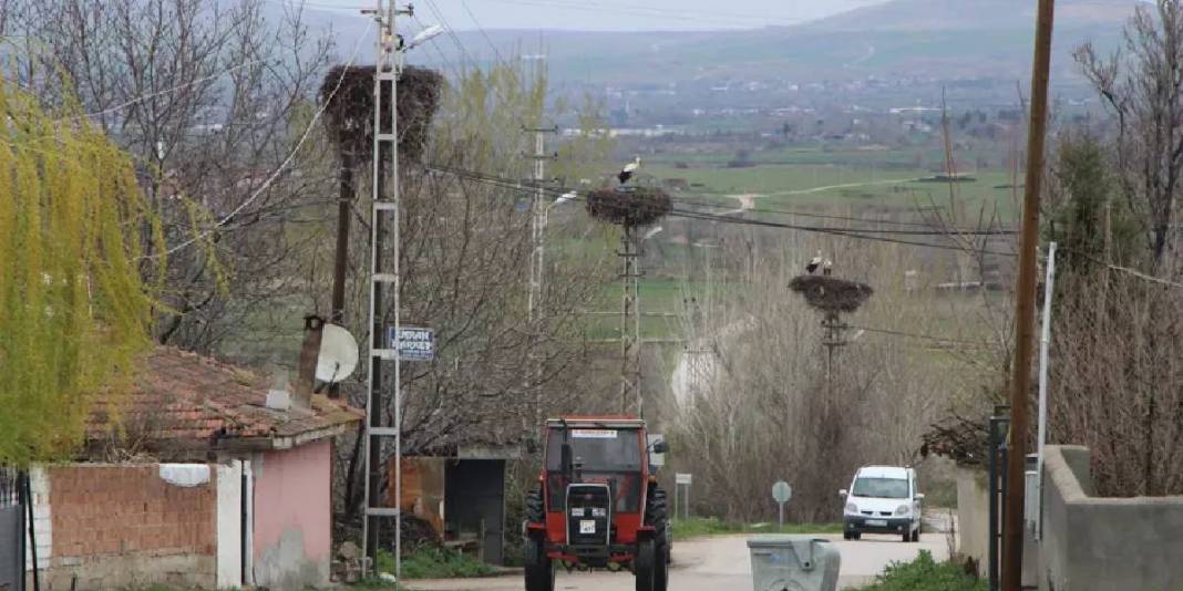Bu köy leyleklerin yuvası oldu: Taş atmak ve ürkütmek tamamen yasak 2